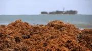 Sargazo e hidrocarburo contaminan playas de Veracruz, afectando pesca y turismo local