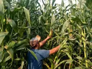 Sembrando Vida rescata 54 razas de maíz nativo con Parcelas Agroecológicas