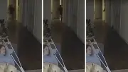 Sombra de niño atraviesa pared y espanta a perro en video viral