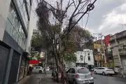 Vecinos de la CDMX se unen para combatir la plaga de muérdago que afecta a los árboles