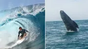 Windsurfista choca con ballena en San Francisco: video capta el impactante momento