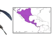 Zanate Mexicano Avistado en Corea del Sur Tras Viaje Transoceánico