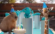 Zoológico Guadalajara ofrece entrada gratis en abril a cumpleañeros: conoce los detalles