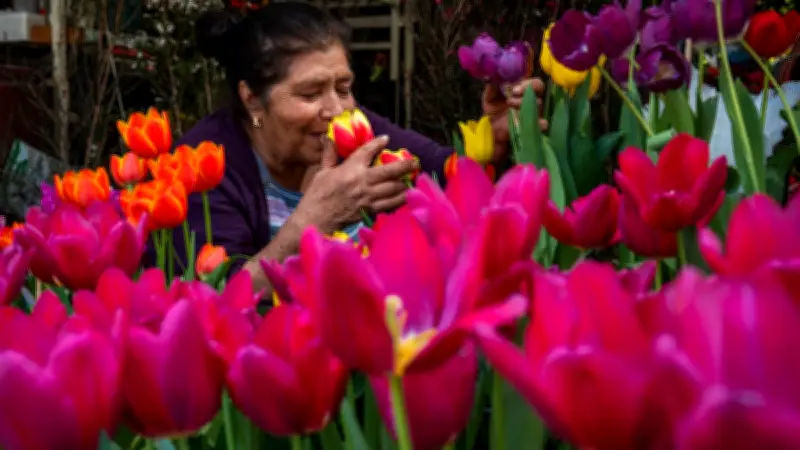 3 flores tóxicas y caras que no debes regalar a mamá este 10 de mayo