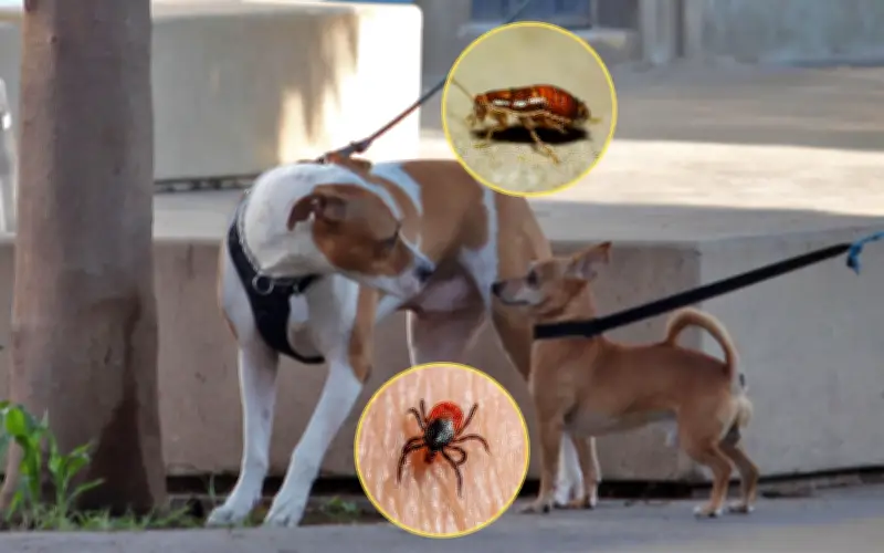 4 remedios caseros para eliminar pulgas y garrapatas en mascotas