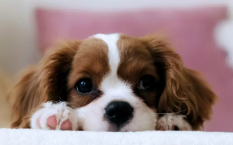 5 razas de perro ideales para departamentos pequeños y tranquilos
