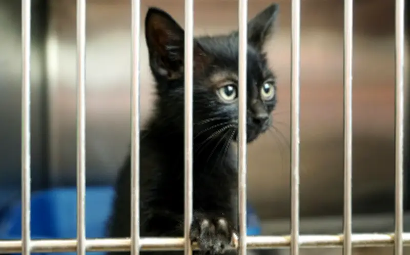 Adopta gratis perros y gatos en Guadalajara: programa del Centro de Integración Animal