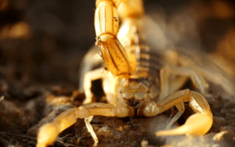 Ahuyenta alacranes con estas 3 plantas naturales para el hogar