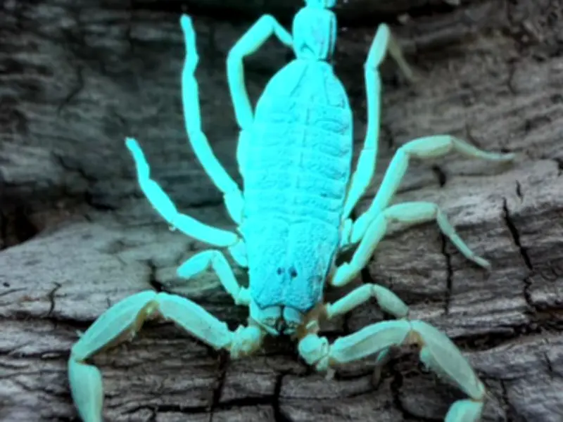 Alacranes en Jalisco: autoridades piden precaución por calor
