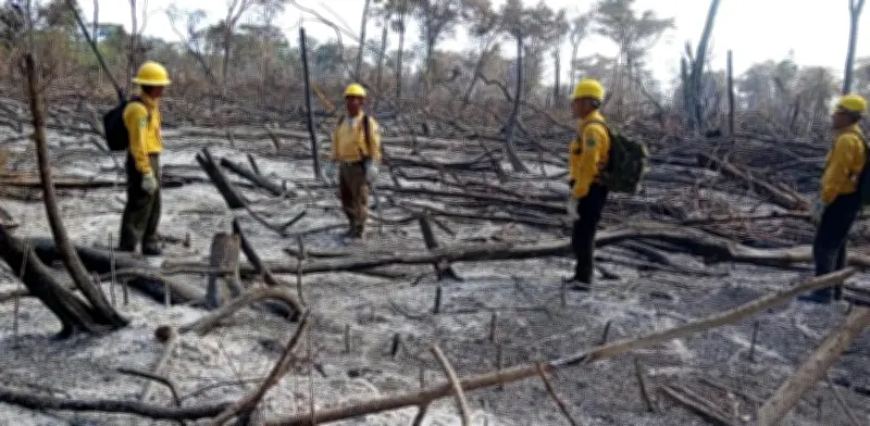 Alerta en Calakmul: tala ilegal y ecocidio amenazan la reserva