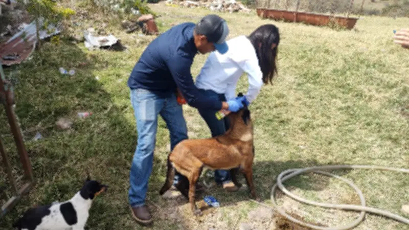 Alerta en Jalisco por 12 casos de gusano barrenador en mascotas