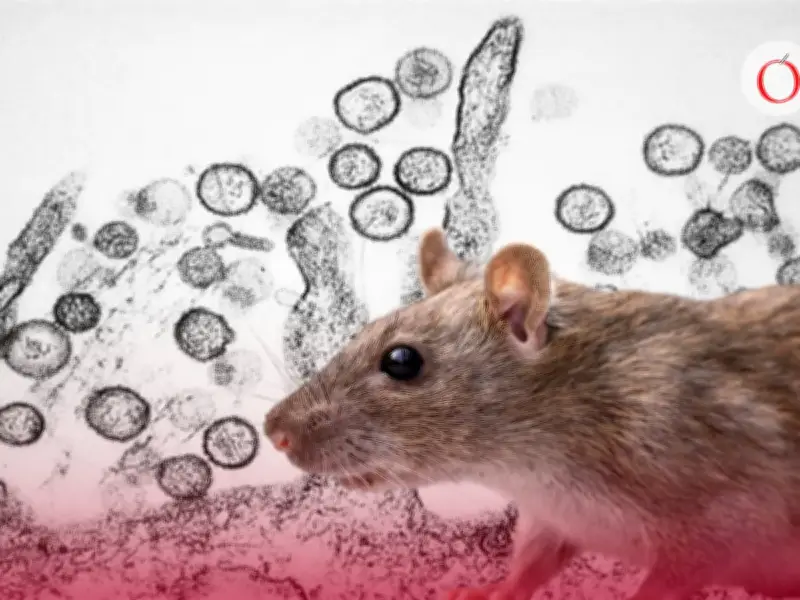 Alerta global por brote de hantavirus en crucero con alta letalidad