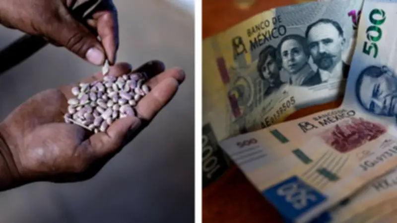 Apoyos de 7,300 a 24,000 pesos para productores en 2026