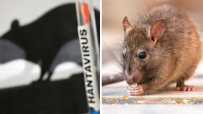 Argentina reporta 41 casos de hantavirus en 2026 y alerta sanitaria