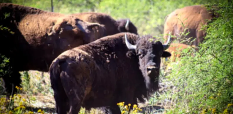Avances en reintroducción del bisonte americano en Sonora