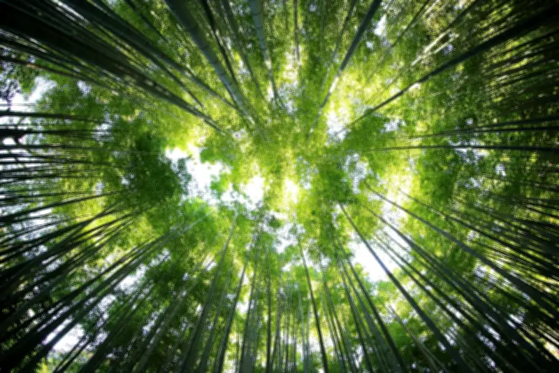 Bosques tropicales recuperan biodiversidad en 30 años
