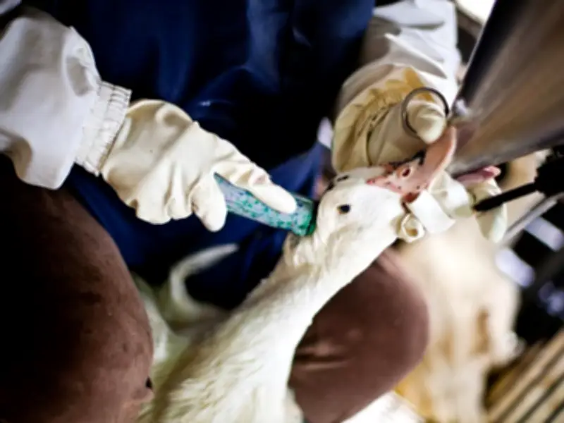 Brasil prohíbe producción y venta de foie gras; histórico para América Latina