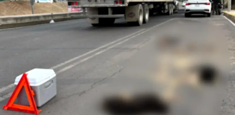 Buscan castigar a quienes atropellen animales y huyan en CDMX