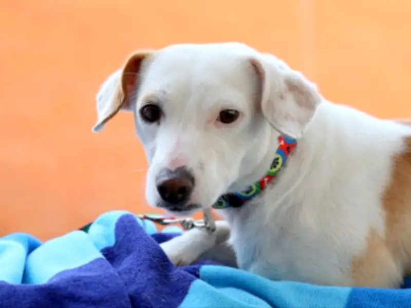 Campaña Dueño Responsable en Tlajomulco: vacunas y esterilización a bajo costo