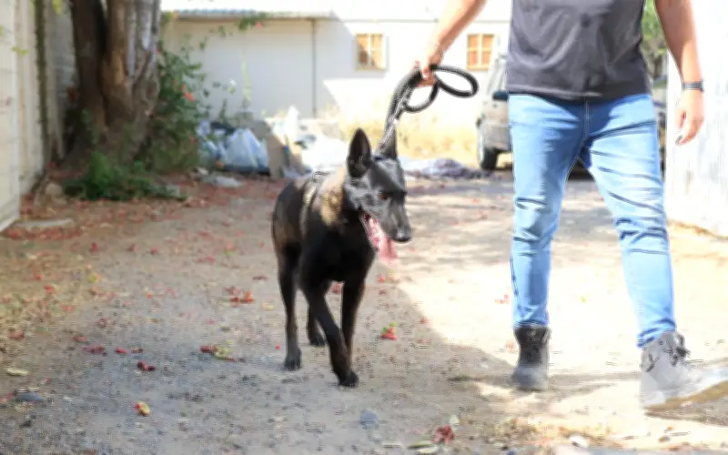 Capitán, perro rescatado de maltrato en Tlaquepaque recibe atención especializada
