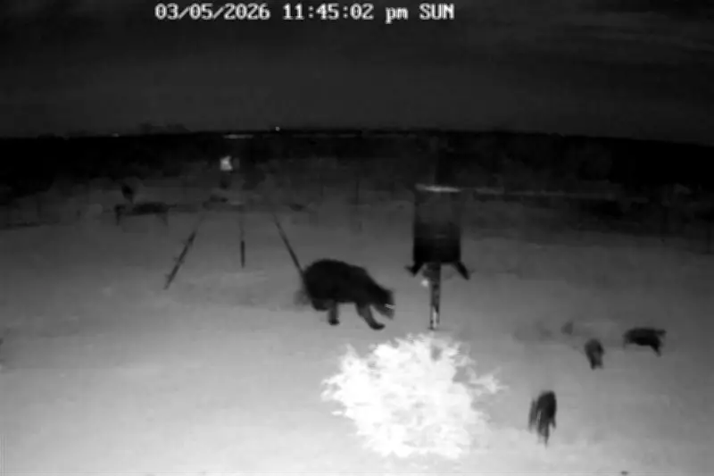 Captan a oso devorando cría de jabalí en video impactante