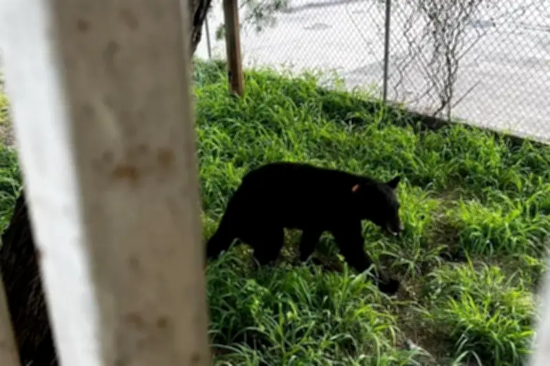 Capturan a oso en Santa Catarina y lo devuelven a su hábitat