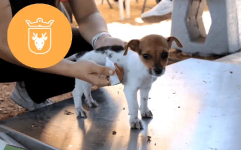 Caravana de Salud Animal en Parque Real: servicios gratis
