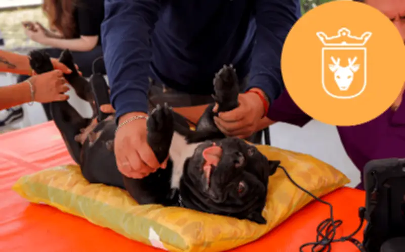 Caravana de Salud Animal en Zapopan: servicios gratis para mascotas
