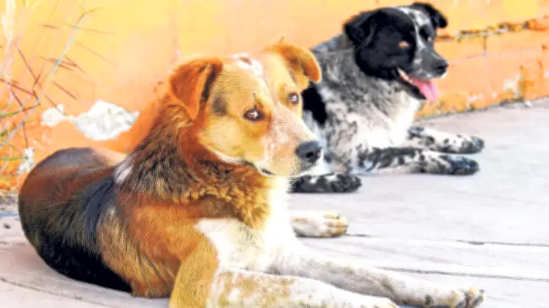 CDMX: adiós a prohibir mascotas al rentar, nueva ley las protege