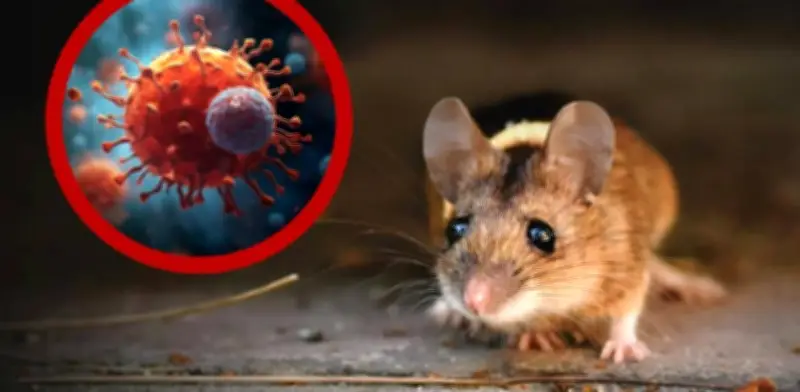 Chile reporta 13 muertos y 39 contagios por hantavirus en 2026