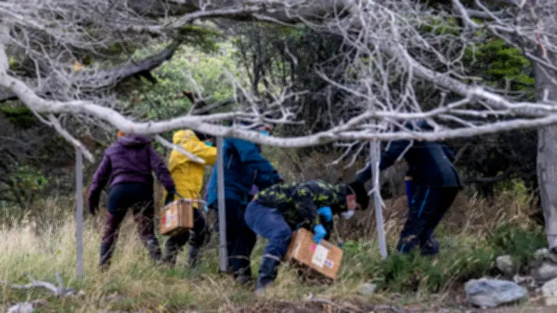 Científicos cazan roedores en Ushuaia por brote de hantavirus en crucero