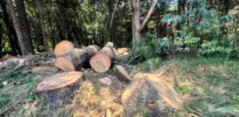 Clausuran predio en Cuajimalpa por tala ilegal de 14 árboles
