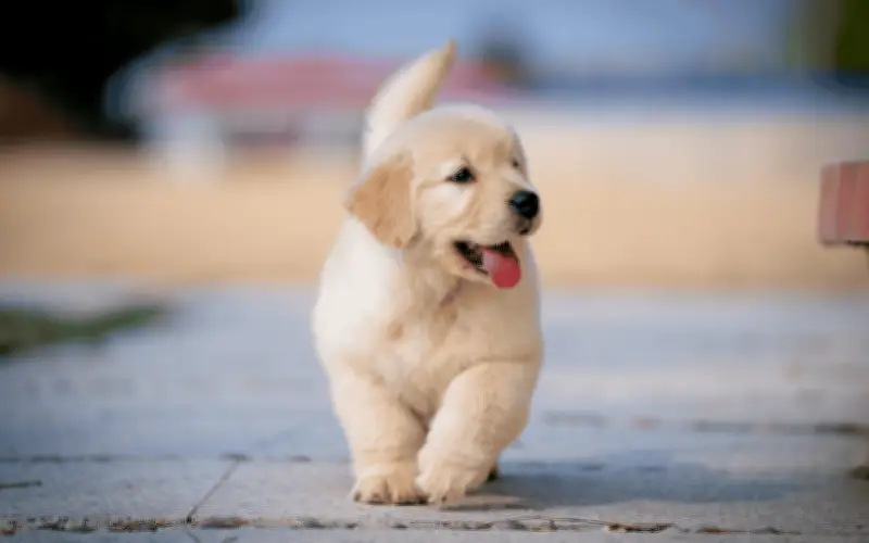 Cómo detectar ansiedad en tu perro y qué hacer al respecto