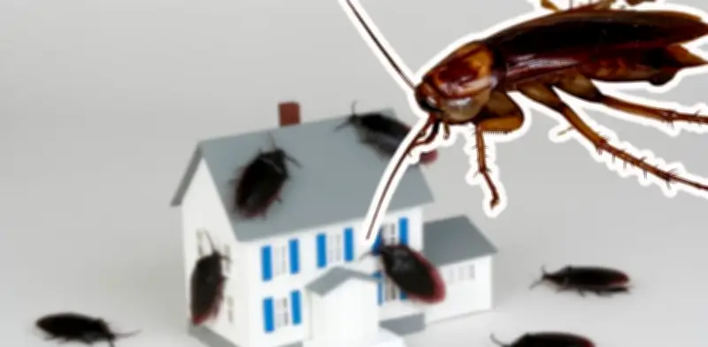 Cómo localizar un nido de cucarachas en casa y eliminarlo