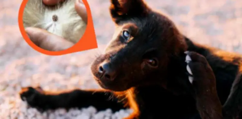 Cómo quitar garrapatas a un perro: guía segura y sin riesgos
