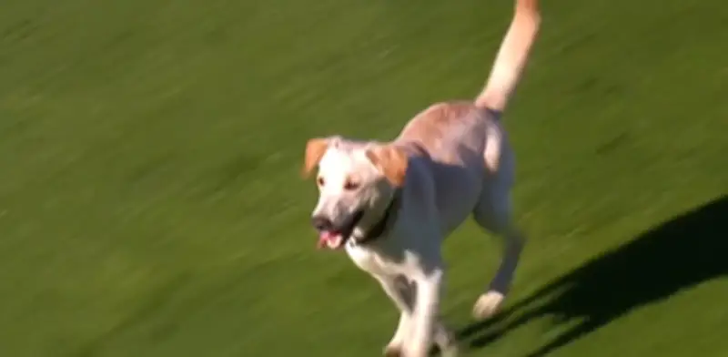 Coco, el perro que invadió un partido argentino, se reencuentra con su familia