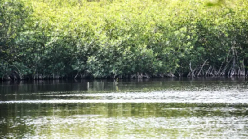 Comunidades de Yucatán restauran manglares dañados por huracanes