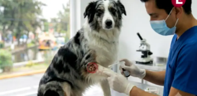 Confirman segundo caso de gusano barrenador en perro en CDMX