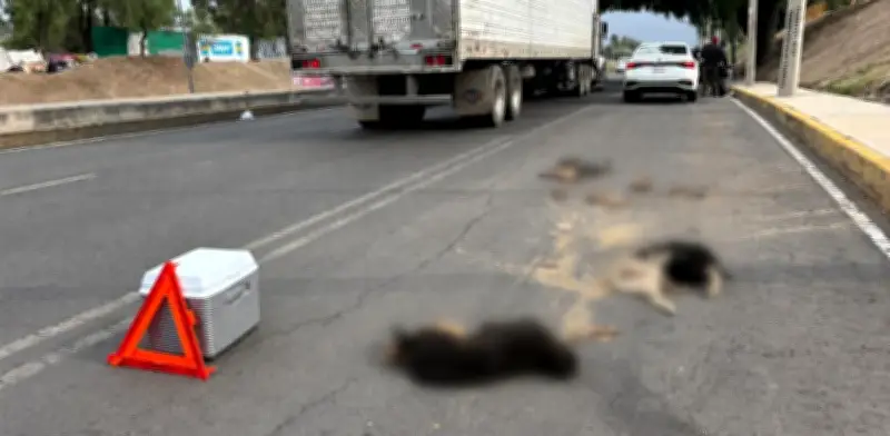 Crueldad animal: cuerpos de perros y gatos decapitados en GAM