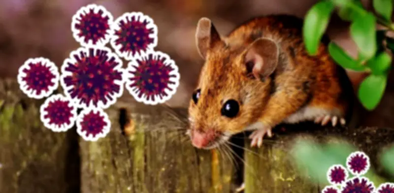 Cuarentena de hantavirus de 42 días supera a la de Covid-19: ¿la razón?