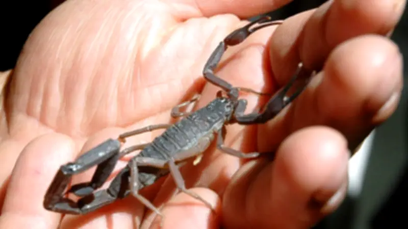 Cuidado con alacranes en casa: tips para evitar su presencia en calor