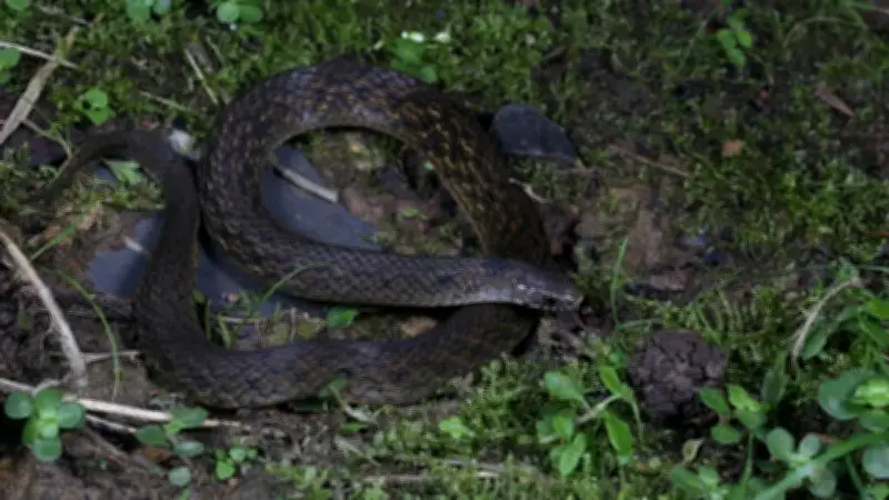 Descubren serpiente de dos cabezas en China que usa cola para engañar