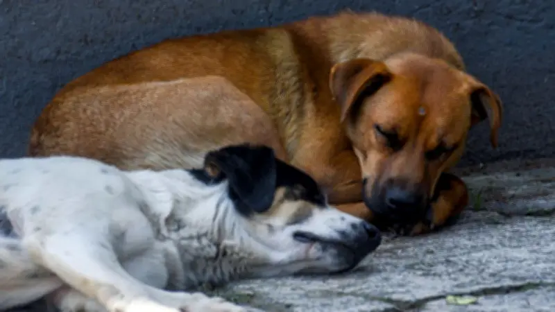 Detienen a agresor del perro 'Toto' en Navojoa, Sonora