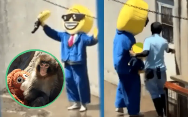 Detienen a dos estadounidenses por irrumpir en recinto del mono viral Punch en Japón