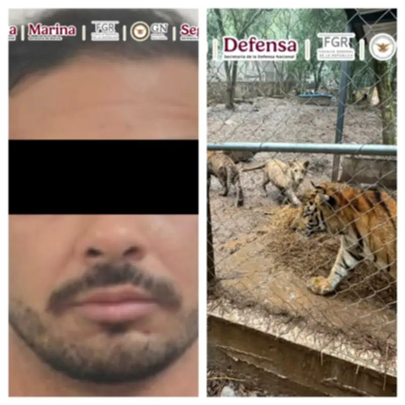 Detienen a líder del Cártel del Noroeste; decomisan armas y siete tigres