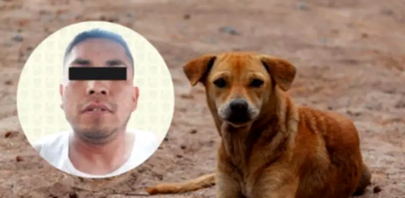 Detienen a sujeto por quemar vivo al perro de su expareja en CDMX