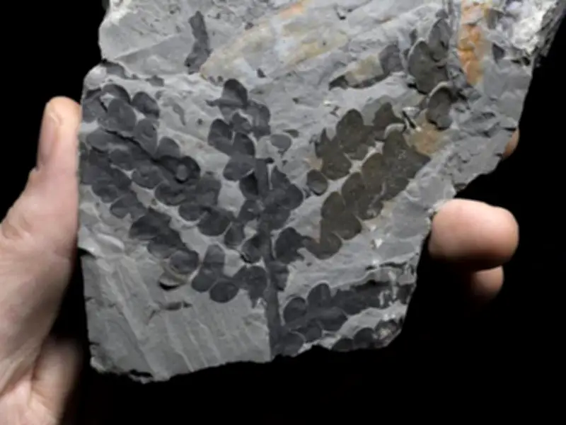 Duplicación genómica ayudó a plantas a sobrevivir extinciones masivas