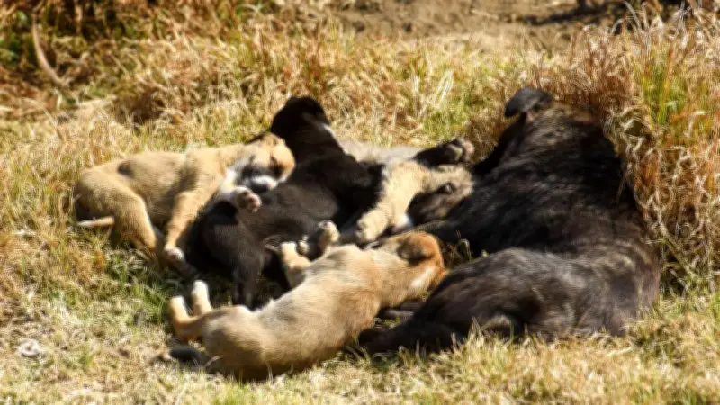 Edomex endurece castigos por maltrato animal: multas hasta 35 mil pesos