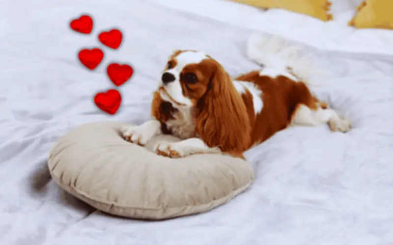 El fascinante secreto evolutivo detrás de por qué los perros rascan su cama