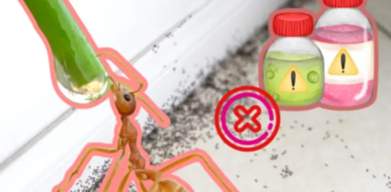 Elimina hormigas sin insecticida con remedios caseros y plantas
